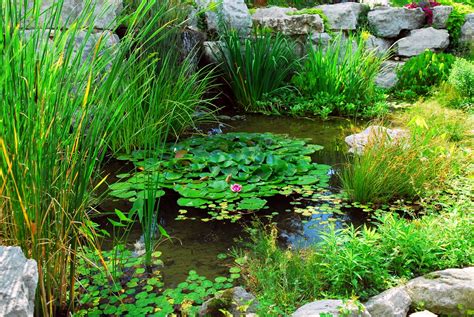 水 植物